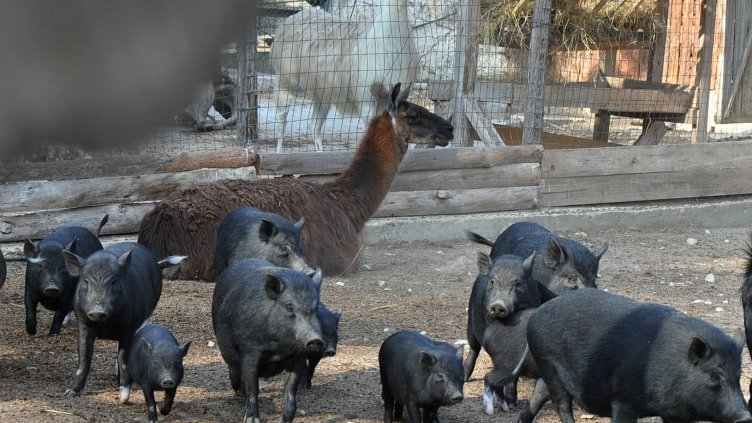 13 виетнамски прасенца се родиха в зоопарка във Варна тази година (СНИМКИ)
