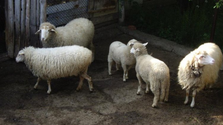 Спекула с агнета за Гергьовден?