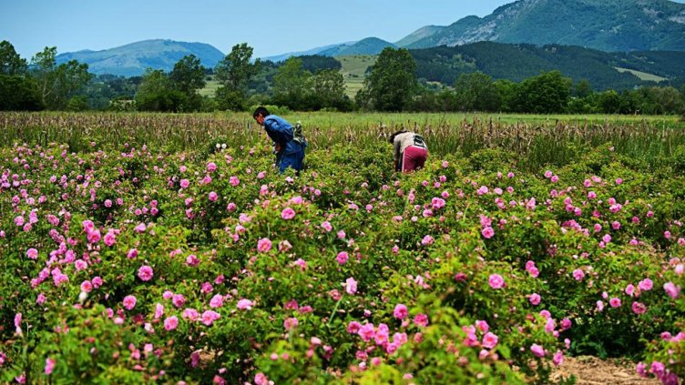Розоберът е пред провал, работниците искали двойно заплащане