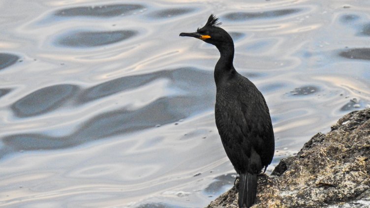 Еколози в акция по спасяване на бедстващи корморани край Камен бряг