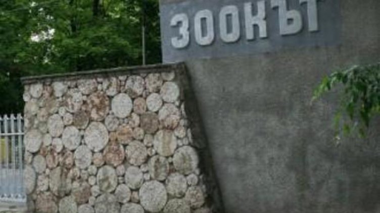 Коледните елхи – храна за животните в зоопарка