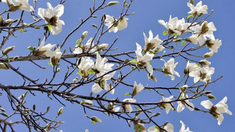 Какво време ни очаква на Цветница?