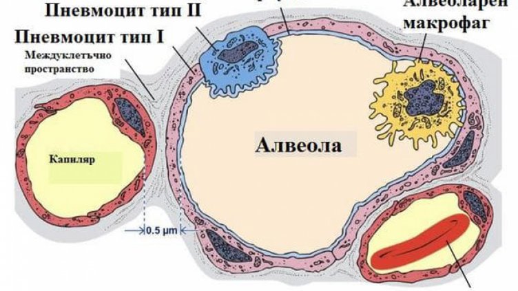 Родна терапия дава добри резултати срещу COVID-19