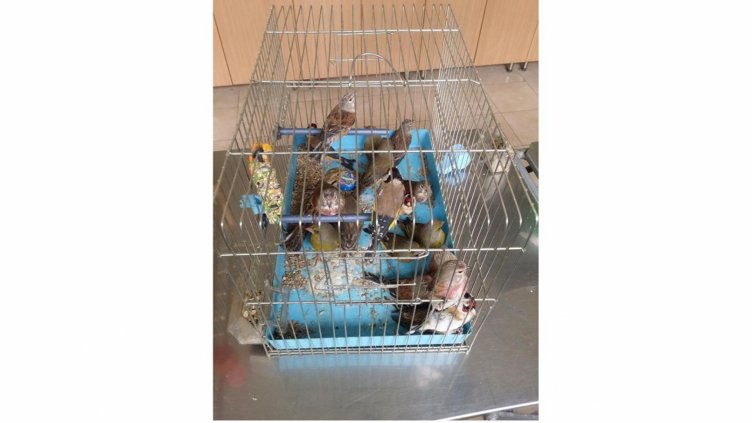 Екоинспекцията във Варна глоби мъж, отглеждал диви пойни птици