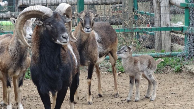 Две муфлончета се родиха днес в Зоопарк Варна