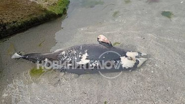 Малък мъртъв делфин изплава на Болата