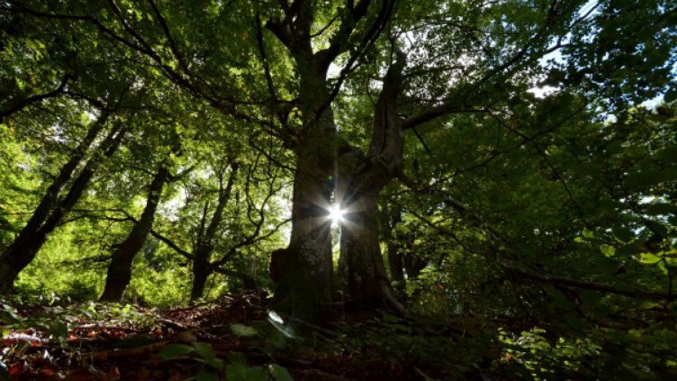 1000 собственици на частни гори у нас искат да ги продадат на държавата