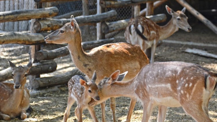 Пускат 10 елена от варненския зоопарк в дивата природа