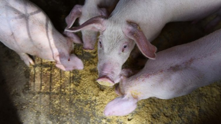 Първи случай на африканска чума в Югозападна България