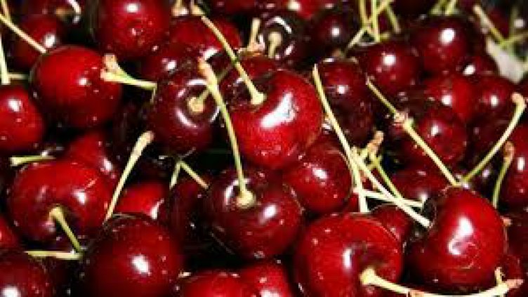 649 кг/дка е добивът на череши във Варненско