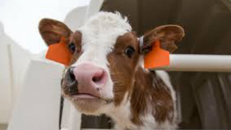 Слагат етикет на месото от щастливи телета