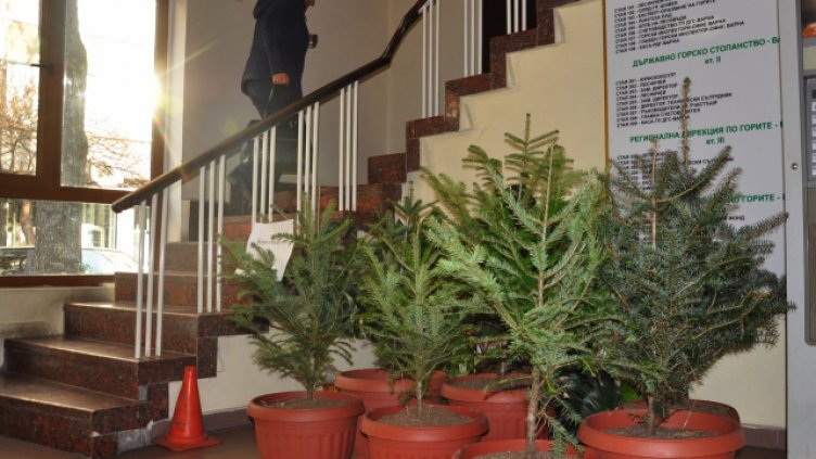 Снимка Пламен Гутинов