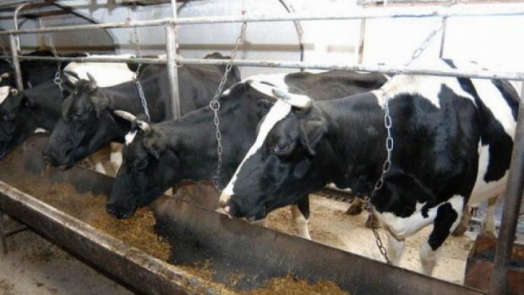 България със загуби от 300 млн. лева заради руското ембарго