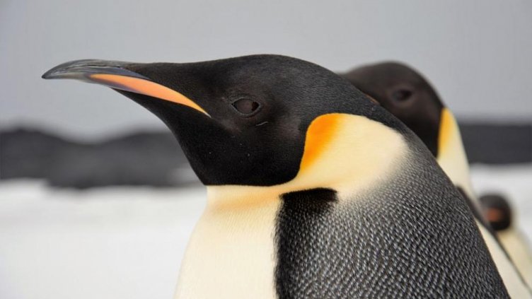 Разбиха мит за императорските пингвини