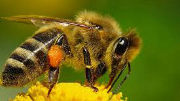 Пчелари на протест заради опасни пестициди
