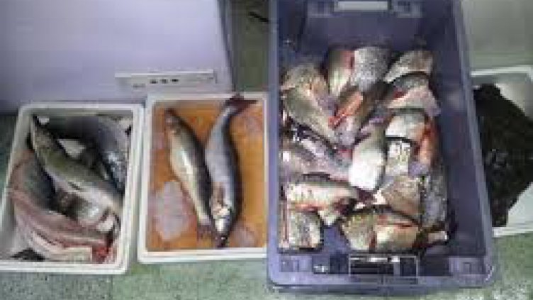 ИАРА дари иззета риба на социалния патронаж в Каварна