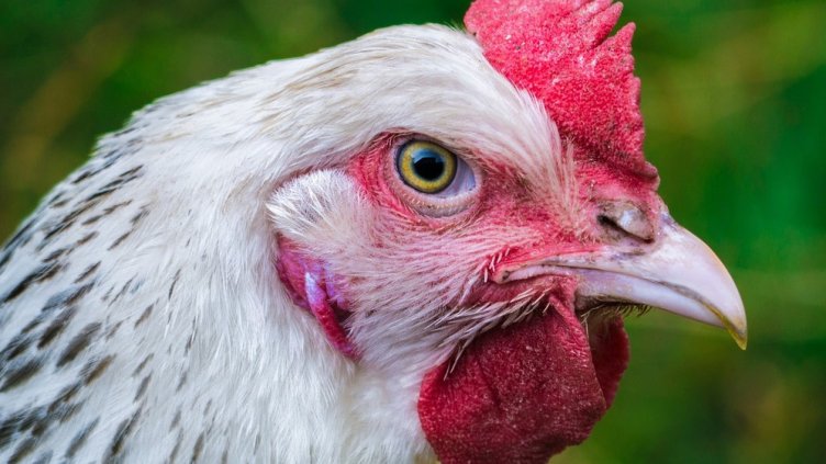 Кокошките се изчервяват, когато се ядосат