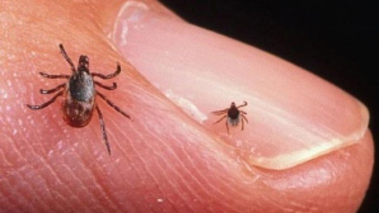 23 са случаите на ухапани от кърлежи във Варна през седмицата