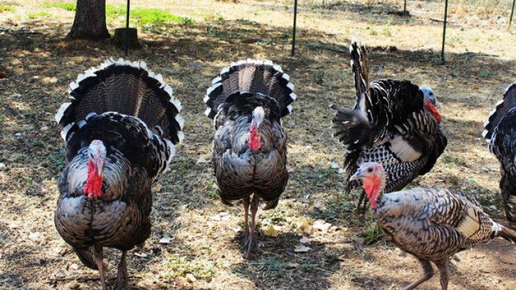 БАБХ свиква птицевъдите на среща заради птичия грип