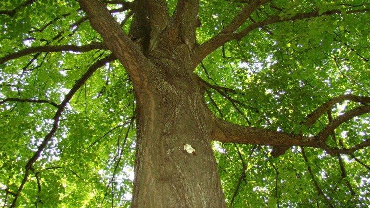 Отсичат 6 дървета в центъра