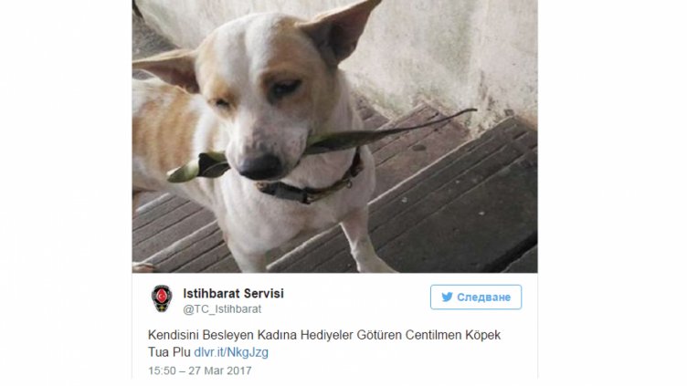 Бездомно куче всеки ден носи подаръци на тайландка