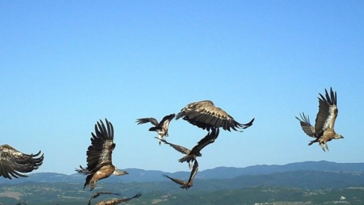 Увеличават се белоглавите лешояди в Източните Родопи