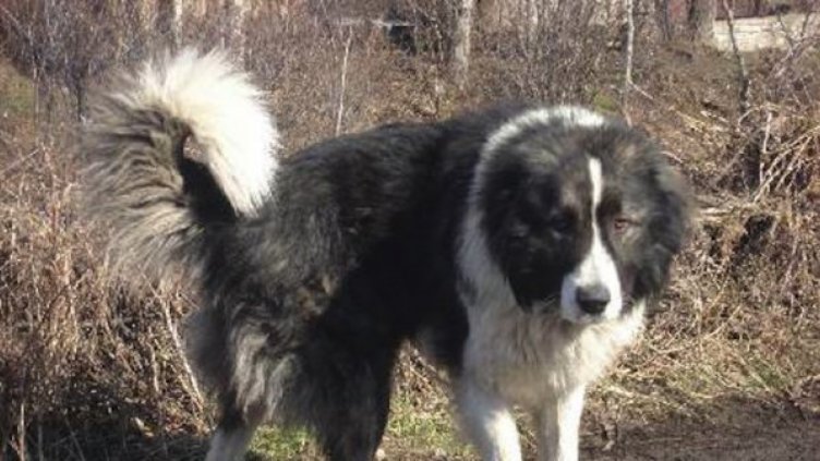 Бизнесмен застреля и запали 4 каракачанки