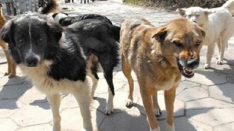 Радомирско село на бунт срещу незаконен приют с над 350 кучета(Видео)