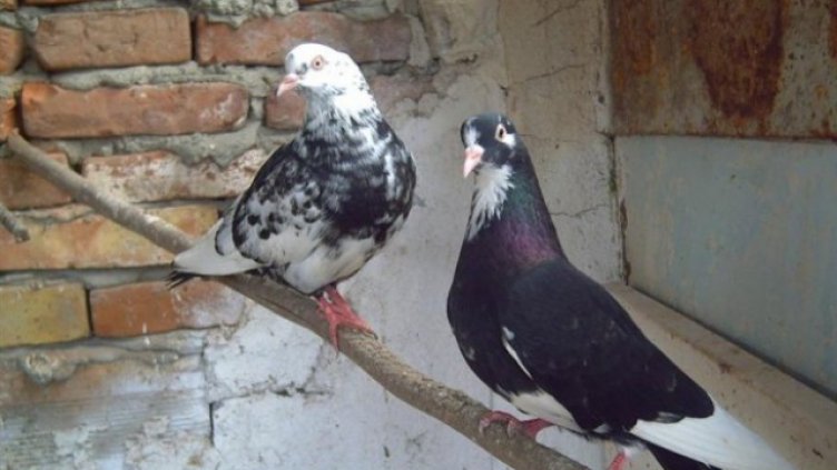 Пожар унищожи 8 гълабарника