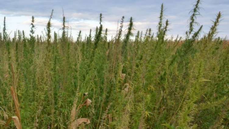 Благодетели платиха глобата на баба Божия