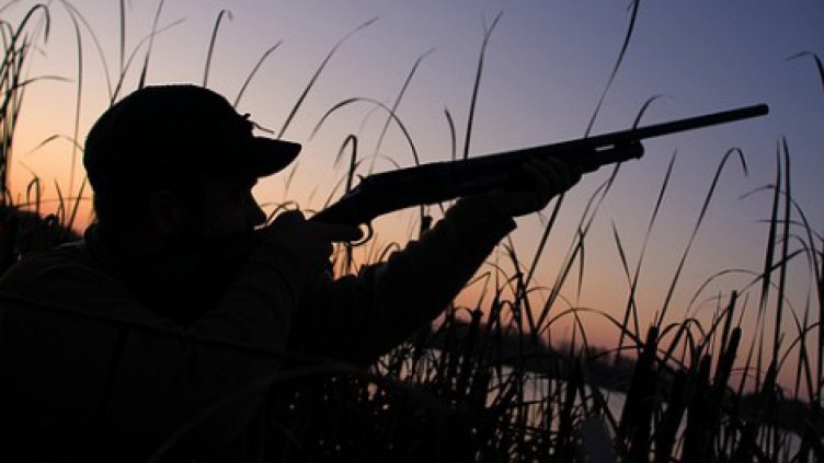 Забраняват груповия лов на дива свиня