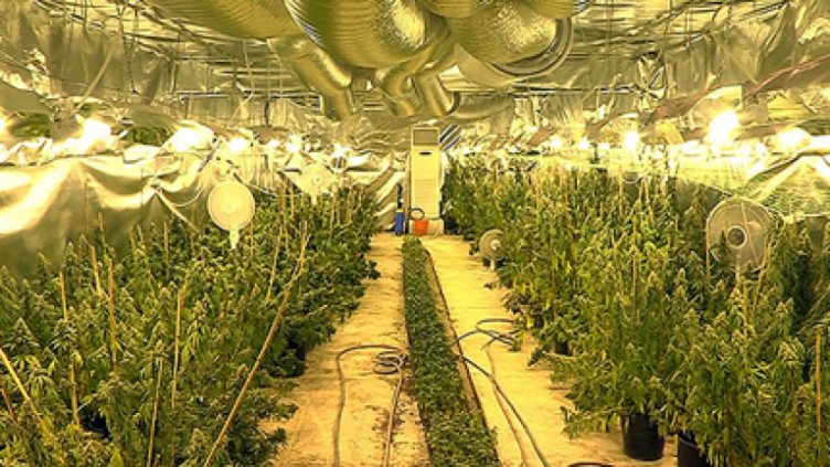 Разкриха подземна оранжерия за марихуана в София