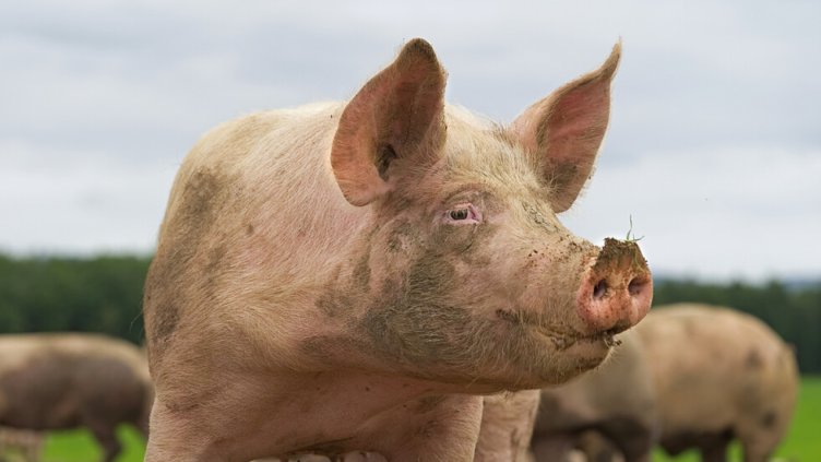 Забраниха движението на свине от и към животновъдни обекти и кланици