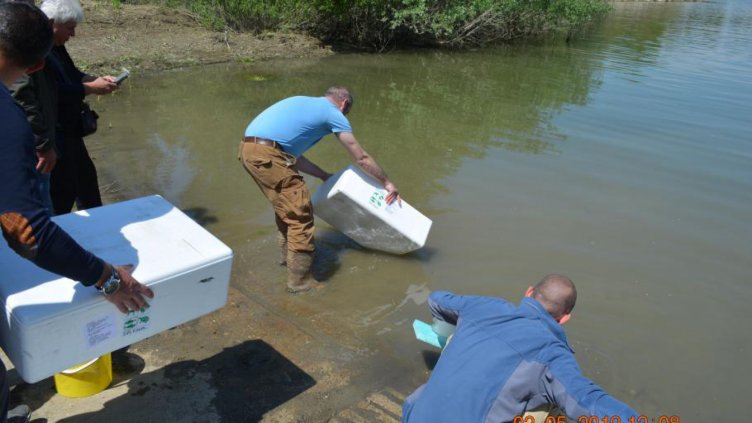 Пуснаха конфискуваните змиорки в Дунав