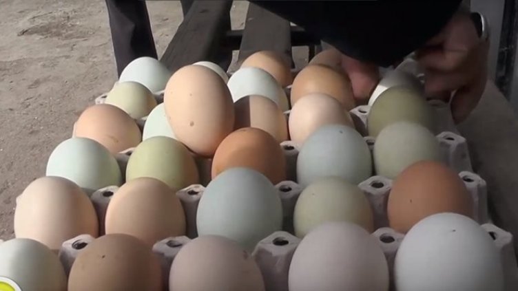 Кокошки във Врачанско село снесоха цветни яйца