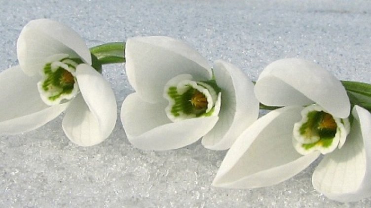 Ще ни изненада ли времето до края на февруари