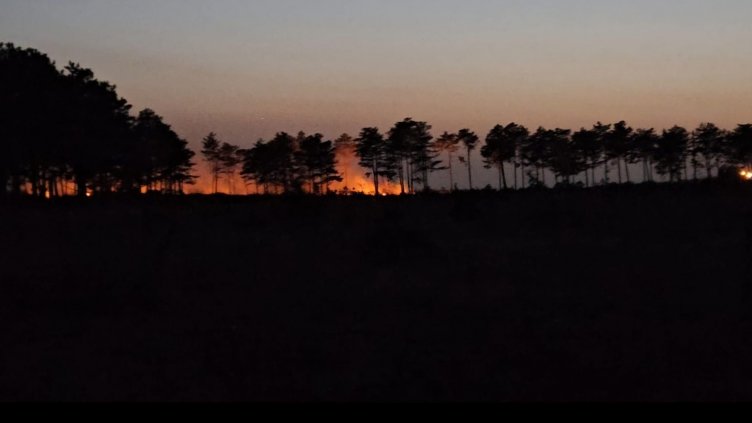 Пак горя боровата гора край Каменар