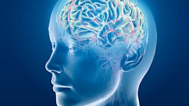 Учени установиха защо човешкият мозък е толкова голям