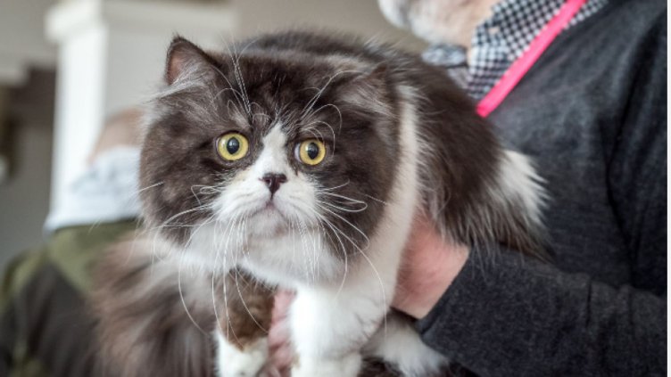 Във Варна представят първата в България световна изложба на котки