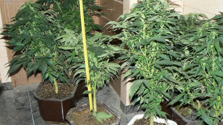 Спипаха британец с половин килограм трева