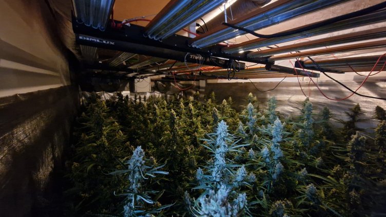 Разбиха наркооранжерия край Варна