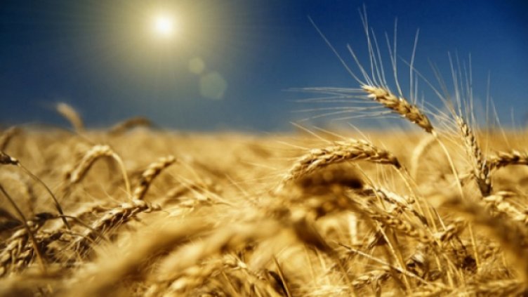 В Добруджа очакват добра реколта