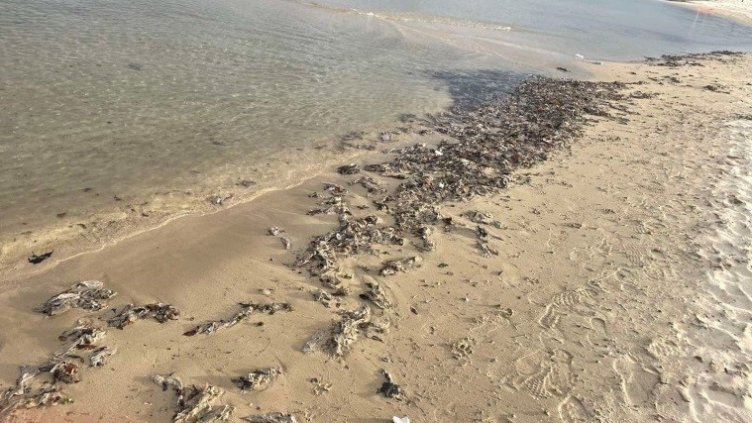 Запушена дъждовна решетка осея Южния плаж във Варна с мокри кърпички и пластмасови отпадъци