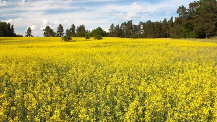 Произвели сме 509 хил. тона рапица през 2016 г.