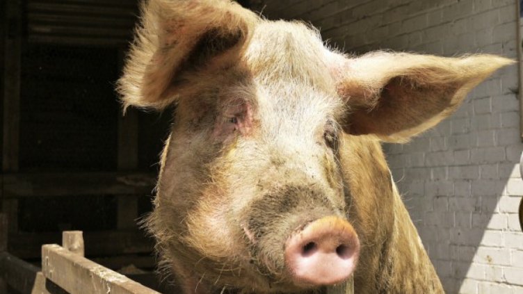 200 лева заем и... едно прасе. Скандален лихвар на съд