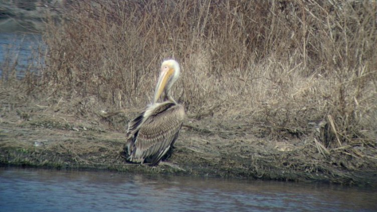 Пеликаните в "Сребърна" мрат като мухи