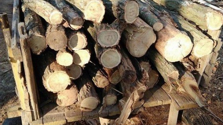 Три каруци с незаконна дървесина спипаха горските във Варненско