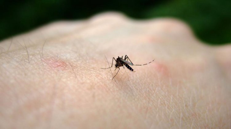 Още два случаи на западнонилска треска у нас