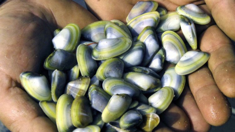 Забраната за улов на бяла мида остава въпреки протестите на рибари