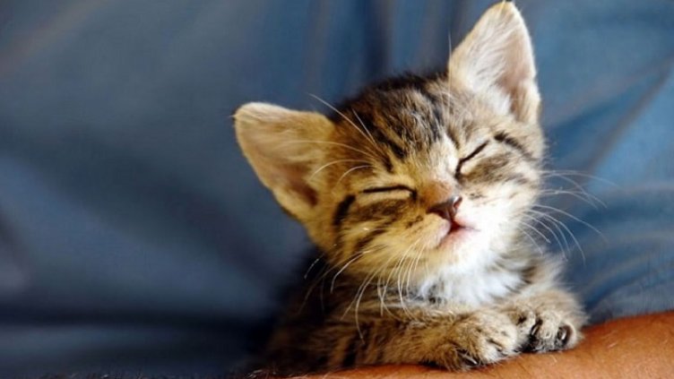 Защо котките мъркат?